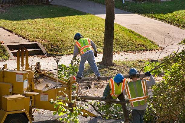 How Our Tree Care Process Works  in Okauchee Lake, WI